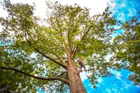 Reliable Manson, WA Tree Care Solutions