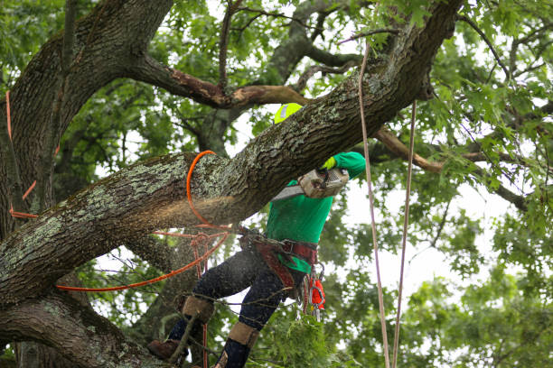 Best Tree Risk Assessment  in Manson, WA