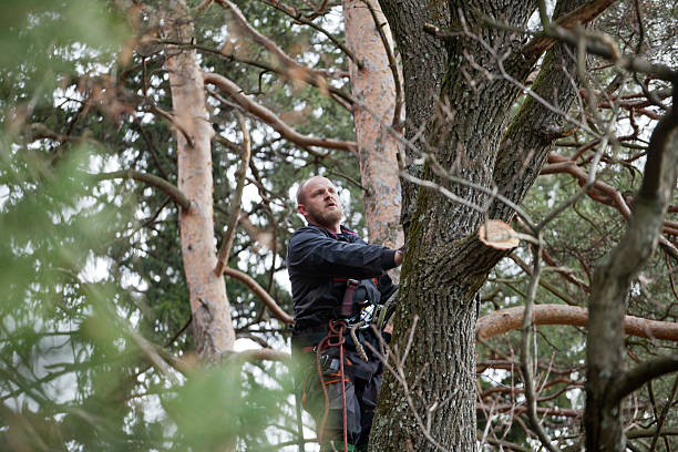 Best Commercial Tree Services  in Manson, WA